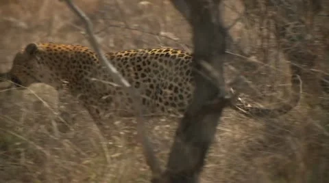 Leopard roaming Stock Footage 10969859