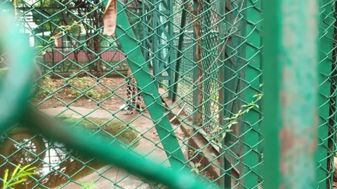 Leopard roaring in India Stock Footage 247114991