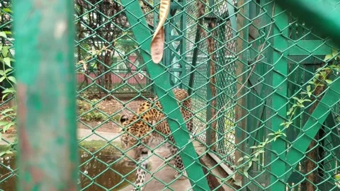 Leopard roaring in India Stock-Footage 247114994