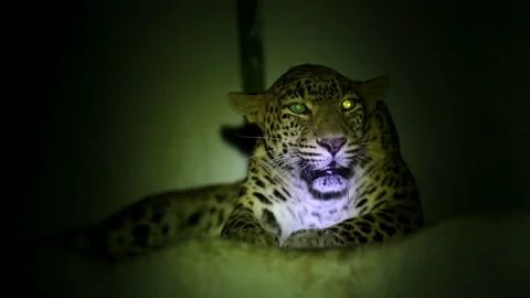 Leopard Roaring at Night in Gujarat Forest Wildlife Close Up India Stock Footage 341651407