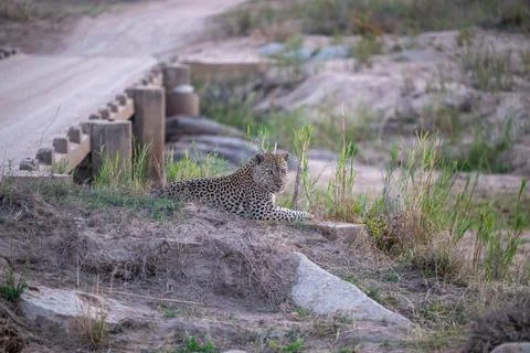Leopard on a rock overlooking a river Stock Photos