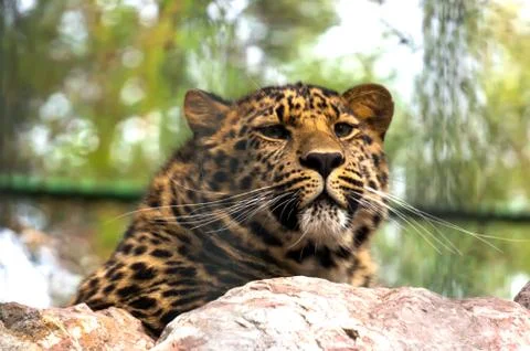 Leopard on the Rock. Foto stock