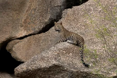 Leopard on a rock Foto stock