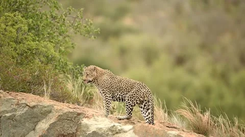 Leopard on the rock in the wilderness Stock Footage 132749453