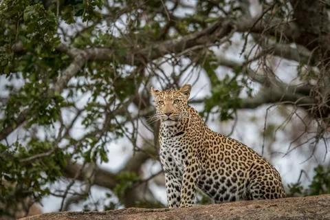 Leopard on the rocks. Stock Photos