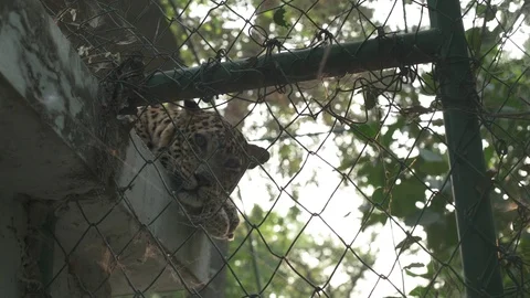 Leopard On The Roof Stock Footage 97886641