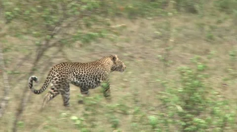 A leopard running away 스톡 동영상 8927587