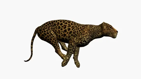 Leopard Running Stock Footage 881190