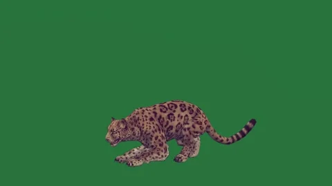 A leopard running on green screen and walking across is animated chromakey Видео 335122352