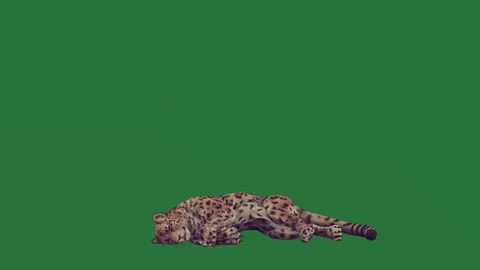A leopard running on green screen and snow rolling its back lying down laying Видео 335122357