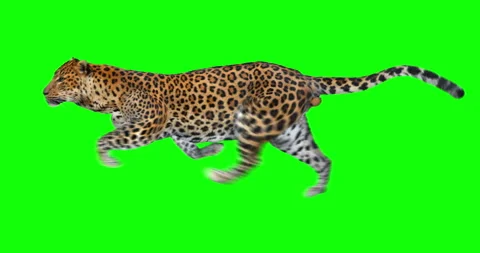 Leopard Running Green Screen Video stock 120254948