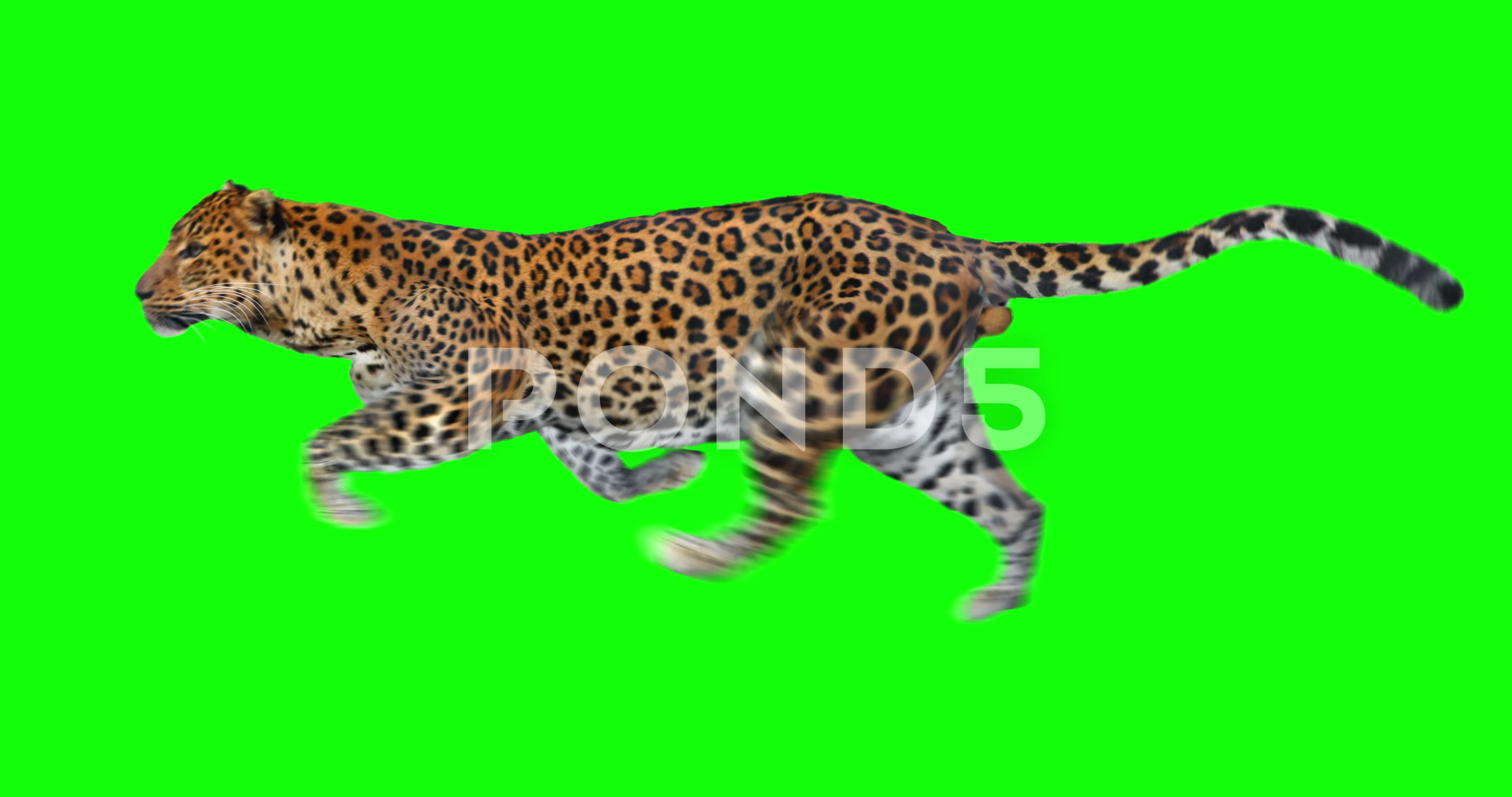 ShukerNature: GREEN LIONOR GREEN LEOPARD? ON THE TRACK OF