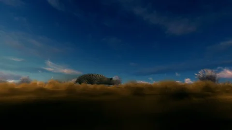 Leopard running on savana at sunset Stock Footage 124700802