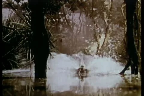 Leopard running through water Stock Footage 11351062