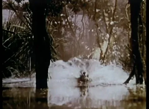 Leopard running through water Stock Footage 260250259