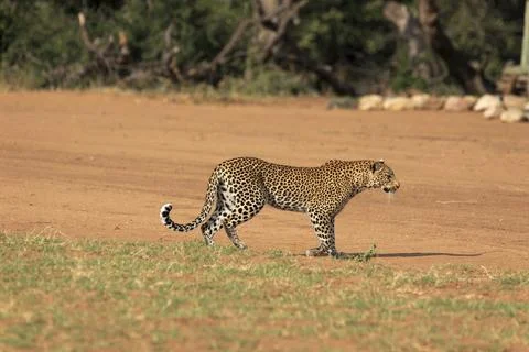 Leopard on the runway Stockfoto's