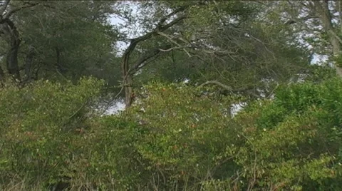 Leopard rushing back down tree to retrieve dropped kill Stock Footage 22204615