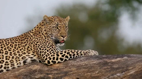 Leopard on safari in Africa cleaning and panting while laying on branch Stock Footage
