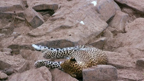 LEOPARD SAT ON ROCKS MAASAI MARA KENYA AFRICA Stock-Footage 76348598
