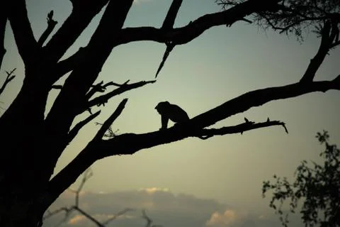 Leopard sat in a tree Stock Photos