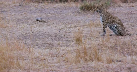 LEOPARD SAT WATCHING PREY MAASAI MARA KENYA AFRICA Stock Footage 76361691