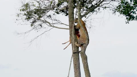 Leopard scales tree | Stock Video | Pond5