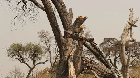 Leopard scanning horizon from high in tree 2 스톡 동영상 119279288