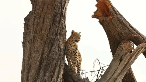 Leopard scanning horizon from high in tree 1 스톡 동영상 119279598