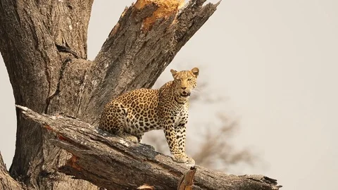 Leopard scanning horizon from high in tree 3 Stock Footage 119280585