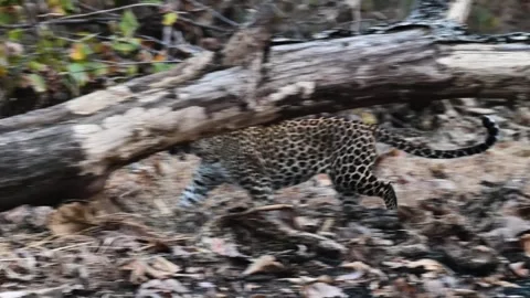 Leopard scent marks in the beautiful jungle of Tadoba national park Stock Footage 307297158