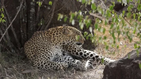 Leopard Scratches 库存影片 70646861