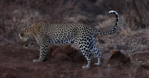 A leopard scratching the floor in the savannah Stock Footage 224939006