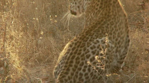 Leopard Scratching Stock Footage 532866