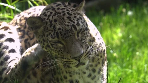 Leopard Scratching Slow Motion Stock Footage 154962815