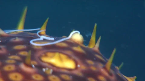 Leopard sea cucumber spawning, Bohadschia argus, HD, UP23167 Video stock 38300370