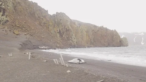 Leopard Seal in Antarctica Spring Summer on Sandy Beach Stock Footage 88512406