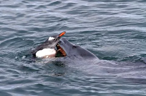 Leopard seal that attacks gentoo penguin Foto stock