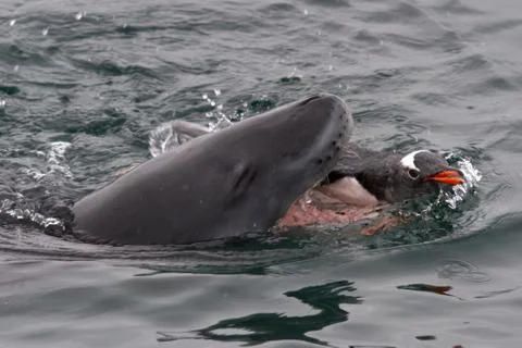 Leopard seal that attacks gentoo penguin in antarctic waters Stock Photos