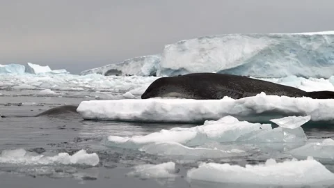 Leopard Seal Couple Playing And Courting on a floating ice sheet In Antarctica Stockbeeldmateriaal 303648771