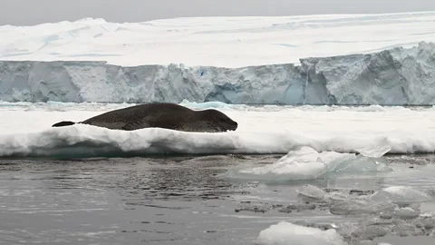 Leopard Seal Couple Playing And Courting on a floating ice sheet In Antarctica 库存影片 303648783