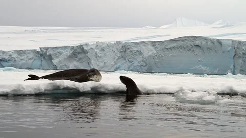 Leopard Seal Couple Playing And Courting on a floating ice sheet In Antarctica 库存影片 303648810