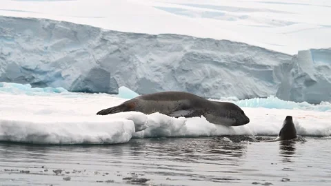 Leopard Seal Couple Playing And Courting on a floating ice sheet In Antarctica 库存影片 303649037