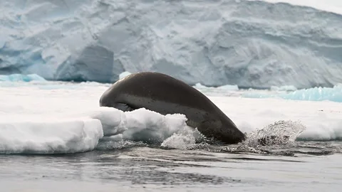 Leopard Seal Couple Playing And Courting on a floating ice sheet In Antarctica 库存影片 303649053