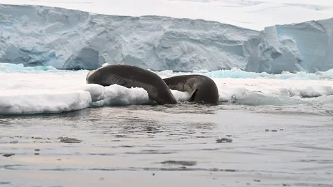 Leopard Seal Couple Playing And Courting on a floating ice sheet In Antarctica 库存影片 303649084