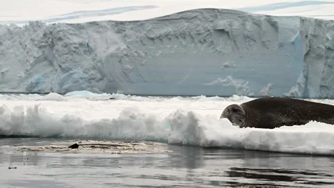 Leopard Seal Couple Playing And Courting on a floating ice sheet In Antarctica 库存影片 303649094