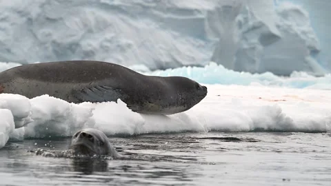 Leopard Seal Couple Playing And Courting on a floating ice sheet In Antarctica 库存影片 303649104