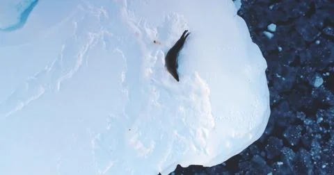 Leopard seal crawls ice floe in Antarctica Stock Photos