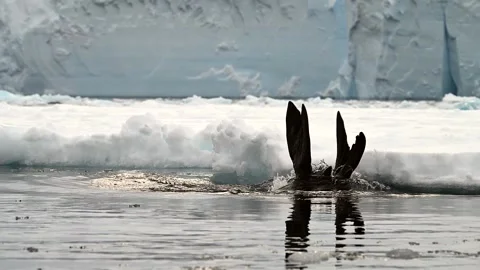 Leopard Seal Diving into Antarctic Ocean Waters 4k Telephoto Lens Video Stockbeeldmateriaal 338262662