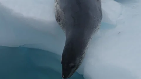 Leopard Seal Diving Under Antarctic Sea Ice 스톡 동영상 337792087