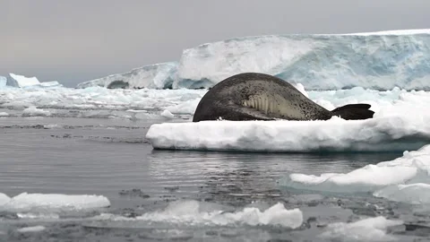 Leopard Seal diving into the water in Antarctica 스톡 동영상 303648722